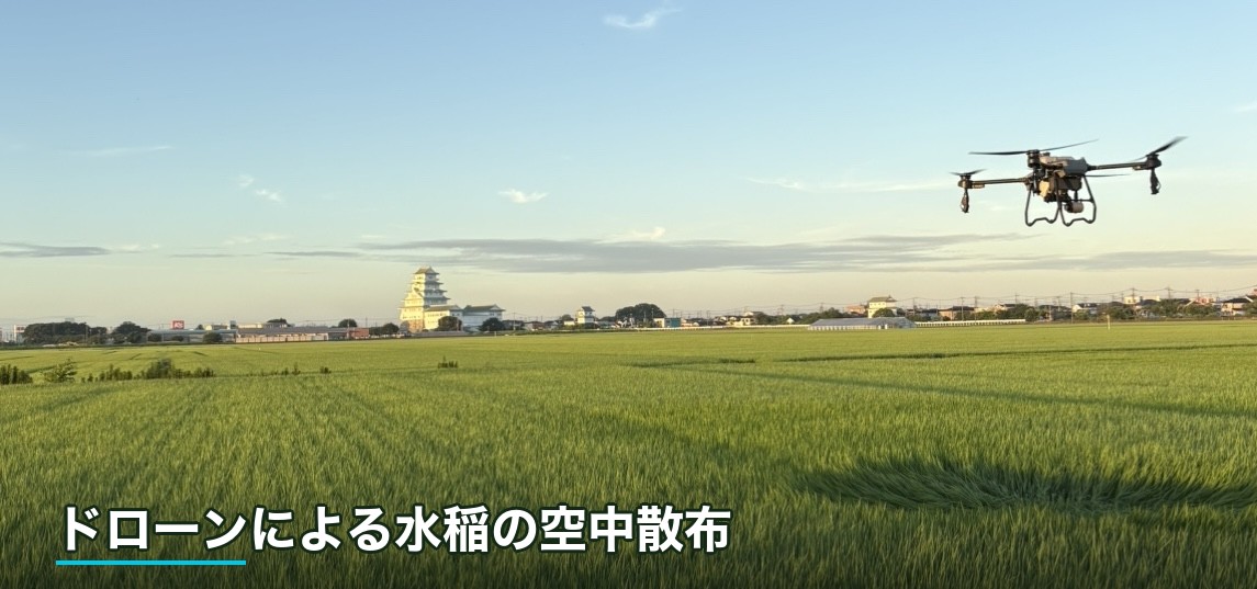 ドローンによる水稲の空中散布。稲が青々と育つ水田の上を飛ぶ農薬散布ドローン